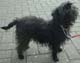 Affenpinscher