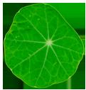 flower 10
