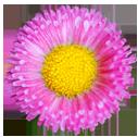 flower 5