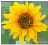 flower 2