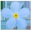 flower 7