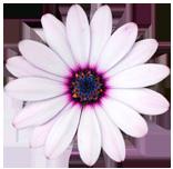 flower 1