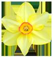 flower 6