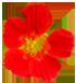 flower 9