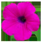 flower 8