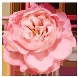 flower 3