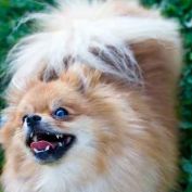 Bark