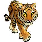 Tigre