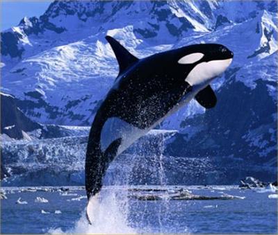 Whale