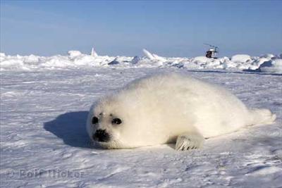 seal