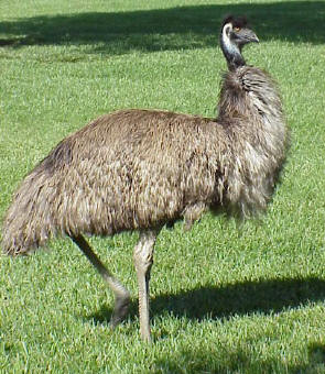 Emu