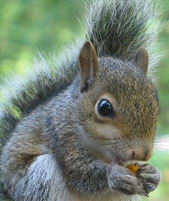 squirell