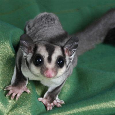 Sugar glider