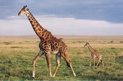Giraffe