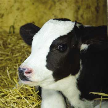 cow