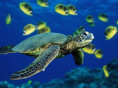 sea turtle
