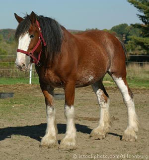 Horse