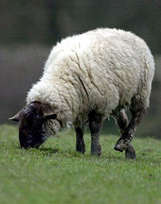 sheep