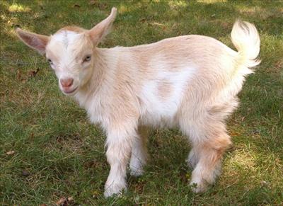goat