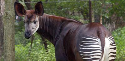 Okapi
