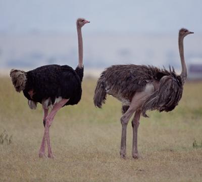 Ostrich