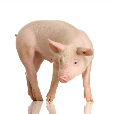 pig