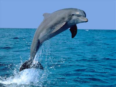 dolphin
