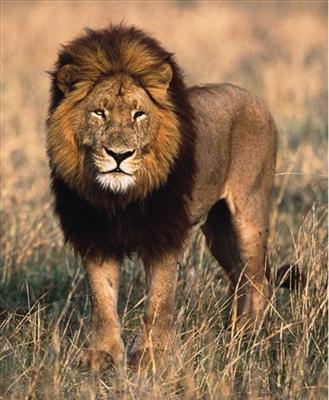 lion