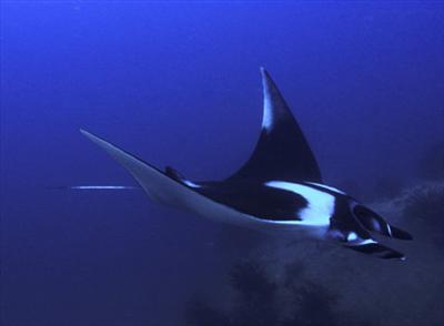 manta ray