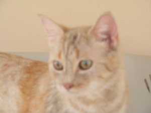 Sahara