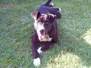 Tipper