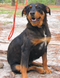 Gretchen