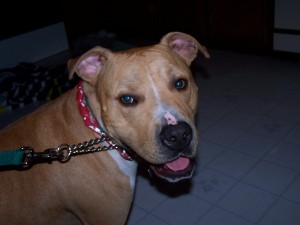 Buddy