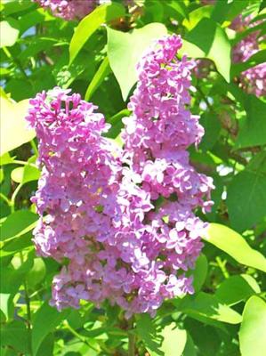 Lilacs