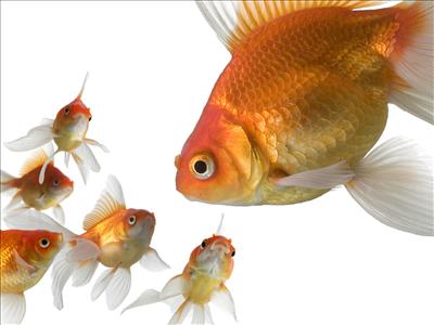 A Family of Gold Fish