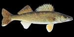 Walleye