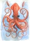 Giant Squid