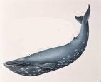 Blue Whale