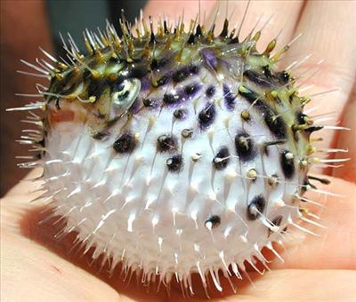 Puffer