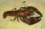 Crayfish