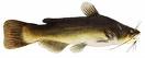 Bullhead