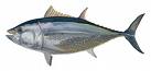 Tuna