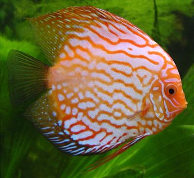 Discus