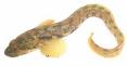 Eelpout