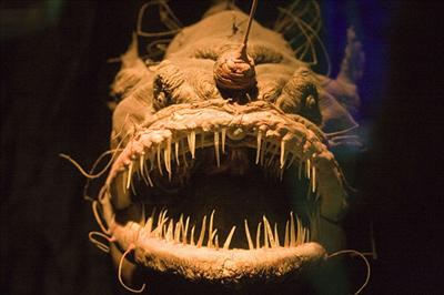 Angler 
