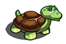 tortue