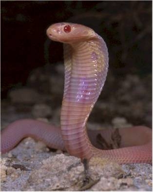 snake