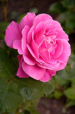 Pink Rose