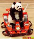 driving panda