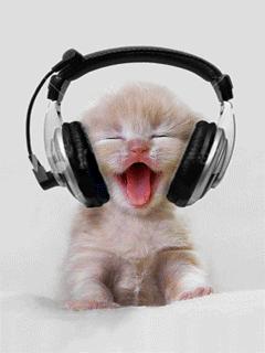 cat with headphones